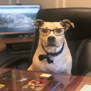 September Dog Assistant